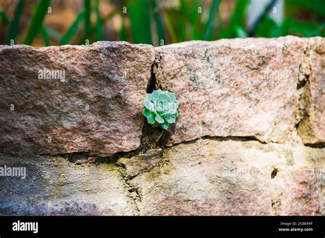 A Plant Growing Between Rocks In A Sunny Day Stock Photo Alamy