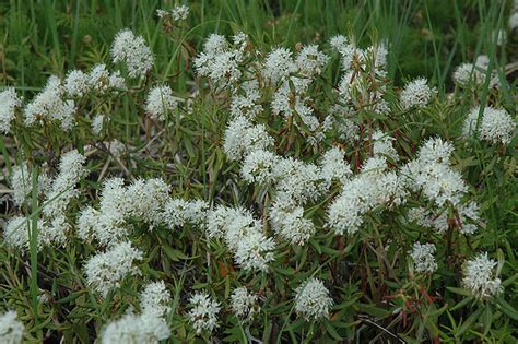 Labrador Tea Rhododendron Groenlandicum In Regina Saskatchewan Sk