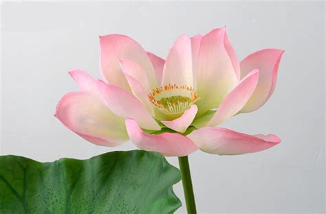 Artificial Simulation Lotus PU Real Touch Feel Hand Water Lily Fish