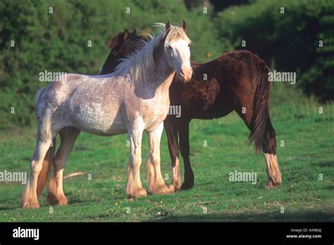 A Pair of Horses in the sun Stock Photo - Alamy