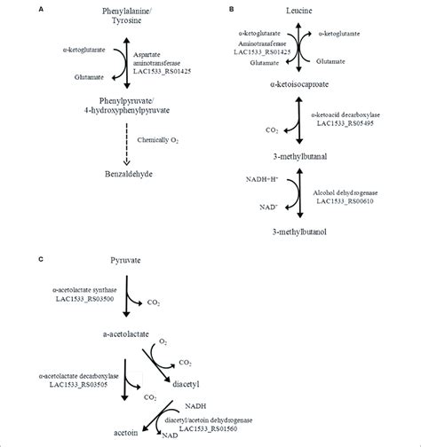 Catabolic Pathways Of The Aromatic Amino Acids Phenylalanine And