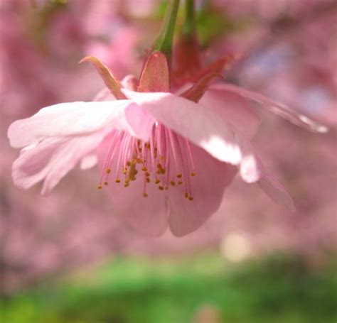 Free Images Blossom Flower Petal High Botany Flora Shrub