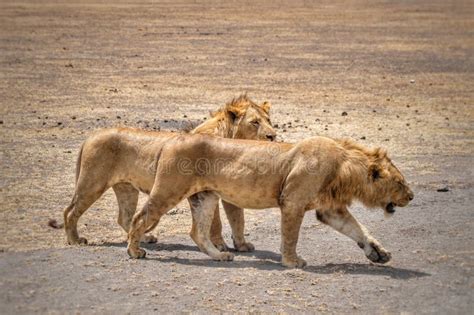 Two Lions in the Ngorongoro Crater Stock Photo - Image of travel ...