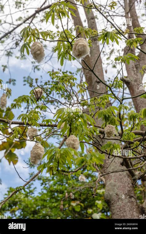 Branches With Hanging Fibers Of Dehisced Fruit Of Cotton Tree Or Kapok