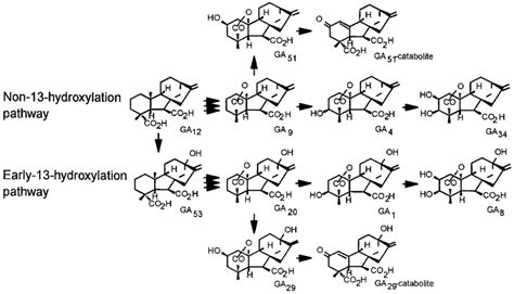 Ga Biosynthetic Pathways From Ga Showing The Non And