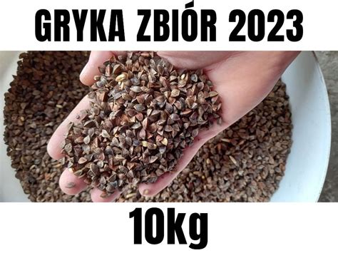 Gryka Na Poplon Miododajna Kg Nasiona Piotrk W Trybunalski