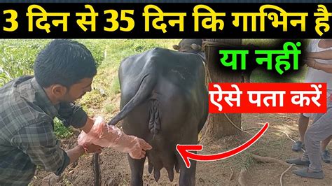 3 दिन से 35 दिन के बीच गाय भैंस गाभिन है या नहीं चुटकियों में पता करें Cow And Buffalo