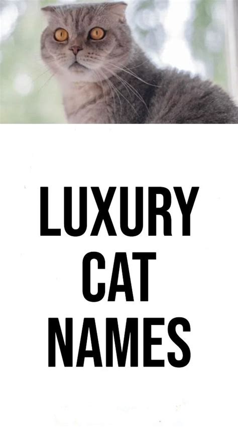 Luxury Cat Names | Cat names, Luxury cat, Boy cat names