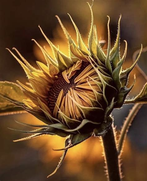 Pin By Cynthia Reece The Purple Iris On Sunflowers Sunflower