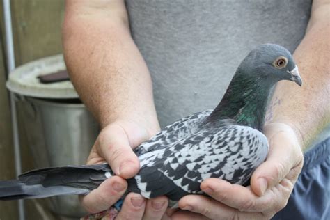 Pigeon Racing: The Decline of Long Distance Racing | Winning Pigeon ...