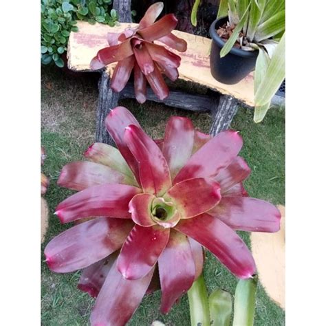 Bromeliad Tahan Panas Big Brazil Red Color Pokok For Sale Gambar