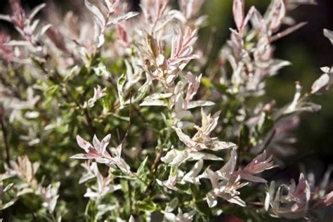 Saule Crevette Plantation Taille Et Conseils D Entretien