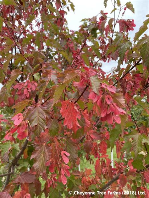 Maple Hot Wings Tatarian Cheyenne Tree Farm Trees Shrubs Perennials Edmonton Nursery