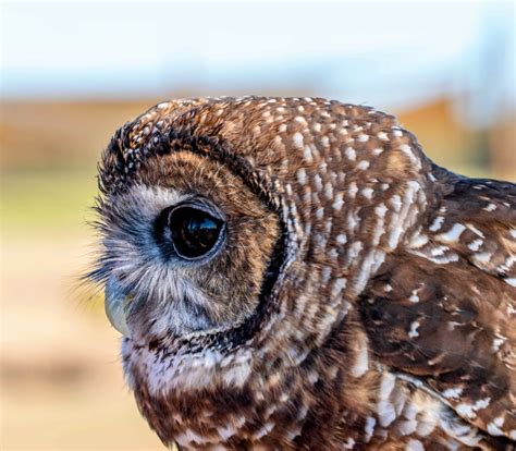 California Spotted Owl Officially Listed As Endangered Earth