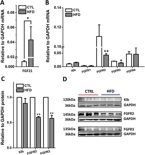 The MRNA And Protein Levels In The Liver Of HFD Rats A The MRNA