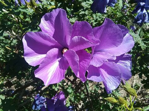 Alyogyne Huegelii West Coast Gem Native Hibiscus In 75mm Supergro