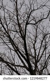 Naked Tree Branches Stock Photo Shutterstock