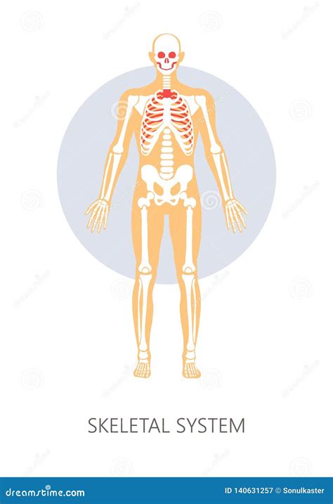 Skeletal System Human Anatomy Isolated Anatomical Structure Bones Stock