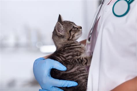 Leishmania Gatto Sintomi E Cure Per La Leishmaniosi Felina Exequiapet