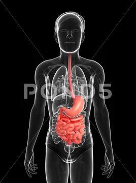 Small Intestine Anatomy Of Male Stock Illustration