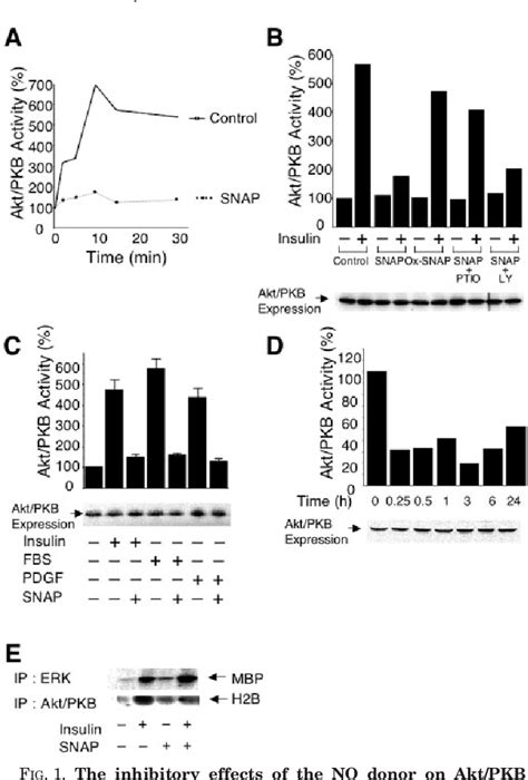 Figure 1 From S Nitrosylation Dependent Inactivation Of Akt Protein