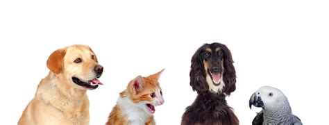 Premium Photo Group Of Pets On White Background