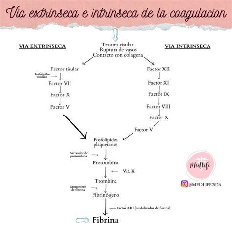 Vía extrínseca e intrínseca de la coagulación Medlife2026 uDocz