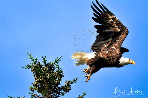 Bald Eagle Flying | Bob Libby PhotographyBob Libby Photography