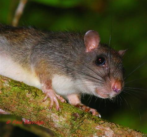 Giant White Tailed Rat Uromys Caudimaculatus First Go At Flickr