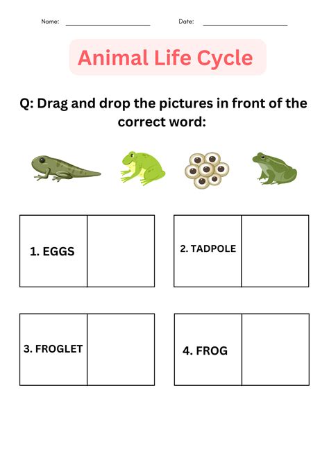 Interactive Worksheet 4th Grade Animal Life Cycle Worksheets Made