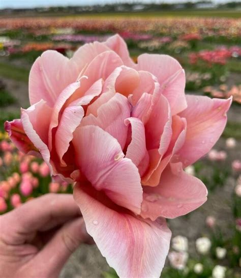 Tulip Bulbs Coral Blush New Very Exclusive Peonyflowering Tulip