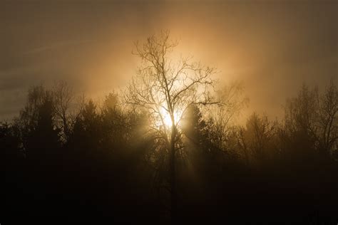 Free Images Tree Nature Forest Branch Silhouette Light Cloud