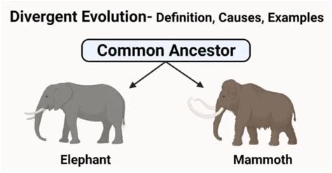 Convergent And Divergent Evolution Definition Examples And Differences