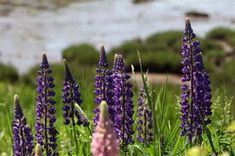 Tips For Growing Lupines In The Garden- Lupine Plant Care - Farmhouse ...