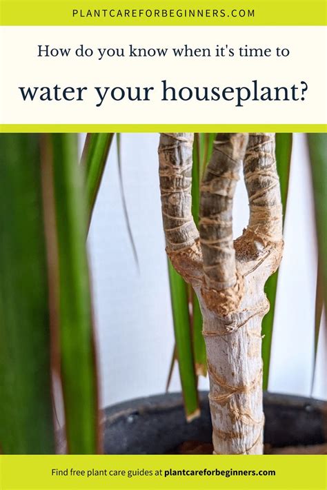 A Houseplant With The Words How Do You Know When It S Time To Water