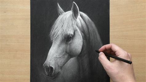 Black And White Horse Drawings