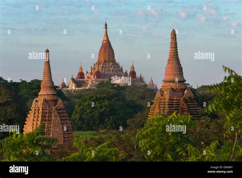 Burmese Jungle Trees Hi Res Stock Photography And Images Alamy