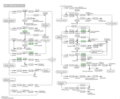 KEGG PATHWAY D Amino Acid Metabolism Homo Sapiens Human