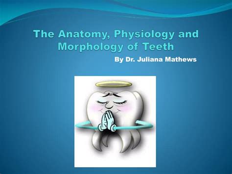 Ppt The Anatomy Physiology And Morphology Of Teeth Powerpoint