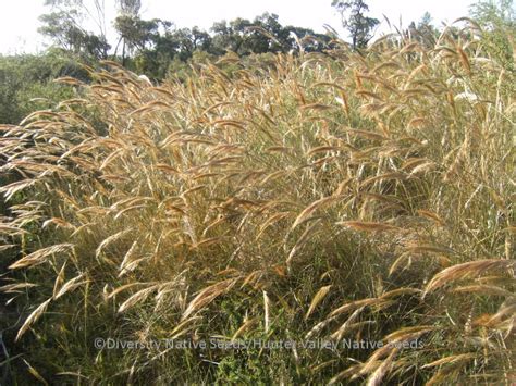 Diversity Native Seeds Blog Archive Austrostipa Densiflora Foxtail