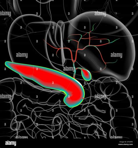 V Sicule Biliaire Syst Me Digestif Humain Anatomy For Medical Concept