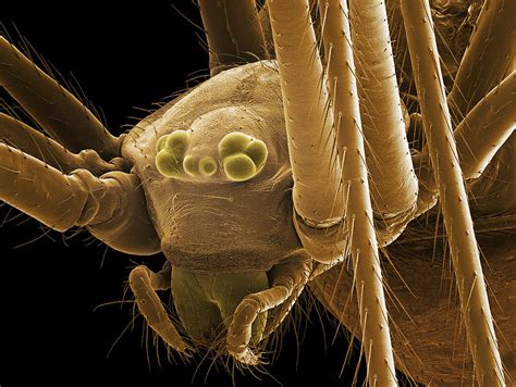 Daddy Long Legs Spider Head Sem Photograph By Steve Gschmeissner Pixels