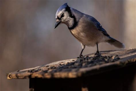 Premium Photo | A blue jay looking for food at the feeder cyanocitta cristata