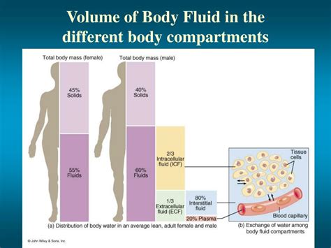 Ppt Volume Of Body Fluid In The Different Body Compartments