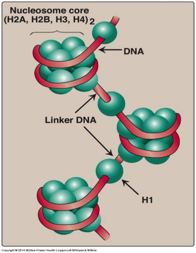 Biochemistry Chapter 30 Dna Structure Replication And Repair Part 4