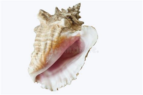 Conch Shell Stock Photo Image Of Water Form Single 5411128