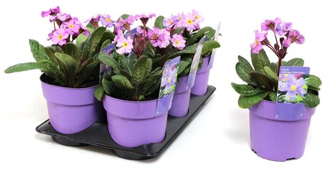 Primula Gold Nugget Violet Shades Floraccess