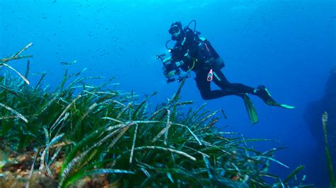 Un año de buceo en la colada del volcán de La Palma para evaluar el