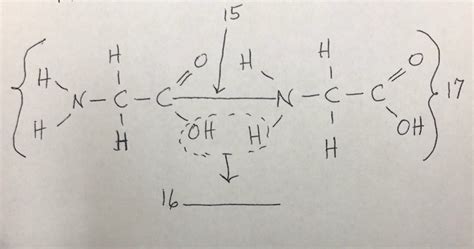 Dipeptide Diagram | Quizlet