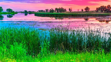 Lake Between Green Leaves Plants Grass Trees Yellow Flowers In Light